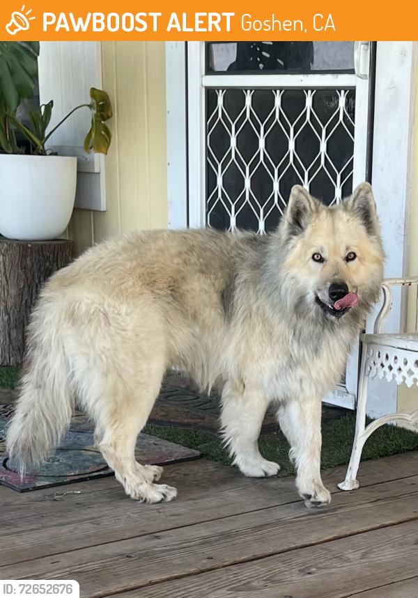 Found/Stray Male Dog last seen Road 72 near Mt Zion Church in Goshen , Goshen, CA 93291