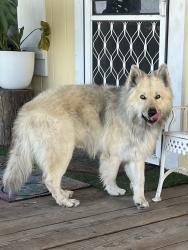 Found/Stray Male Dog last seen Road 72 near Mt Zion Church in Goshen , Goshen, CA 93291