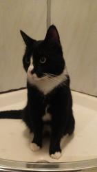 Lost Male Cat last seen Clonard/Lower Falls, West Belfast , Belfast, Northern Ireland 