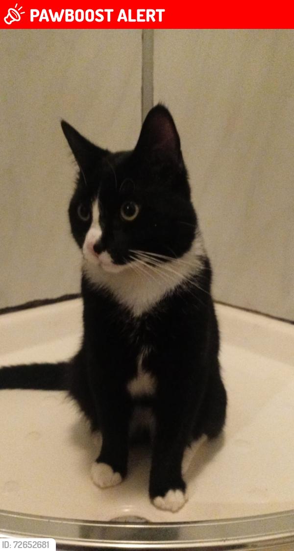 Lost Male Cat last seen Clonard/Lower Falls, West Belfast , Belfast, Northern Ireland 