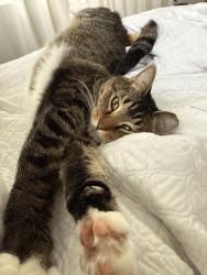 Lost Male Cat last seen rte 40, Marion County, FL 34482