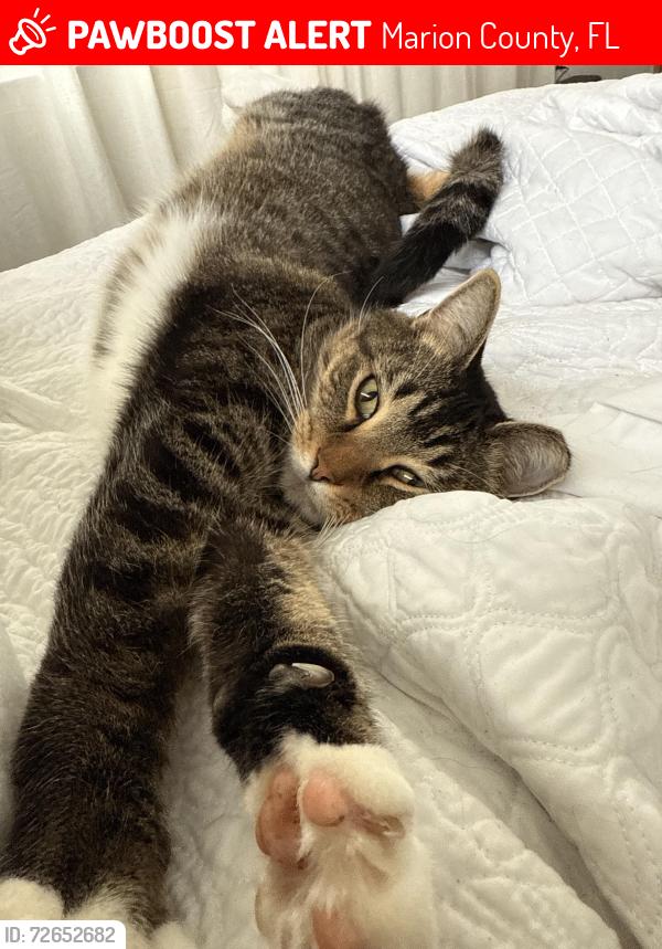 Lost Male Cat last seen rte 40, Marion County, FL 34482