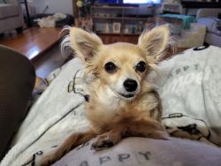 Lost Female Dog last seen McMillan Road and Cannon Bridge Road, Cordova, SC 29039