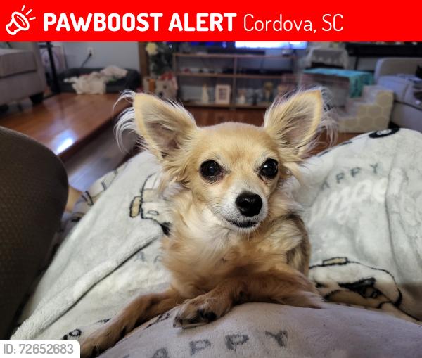 Lost Female Dog last seen McMillan Road and Cannon Bridge Road, Cordova, SC 29039