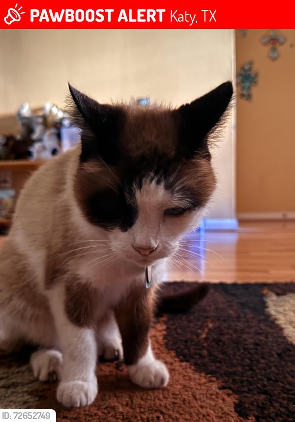 Lost Male Cat last seen Bob White Ave and Weiman Dr, Katy, TX 77493