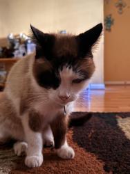 Lost Male Cat last seen Bob White Ave and Weiman Dr, Katy, TX 77493