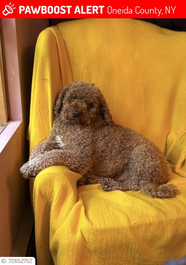 Lost Male Dog last seen Brothertown Rd and Route 20, Oneida County, NY 13480