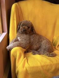 Lost Male Dog last seen Brothertown Rd and Route 20, Oneida County, NY 13480