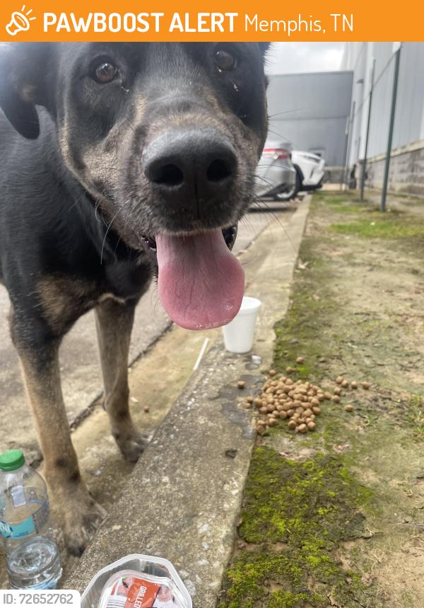 Found/Stray Female Dog last seen Craft Rd and Elvis Presley Blvd, Memphis, TN 38116