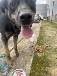 Found/Stray Female Dog last seen Craft Rd and Elvis Presley Blvd, Memphis, TN 38116