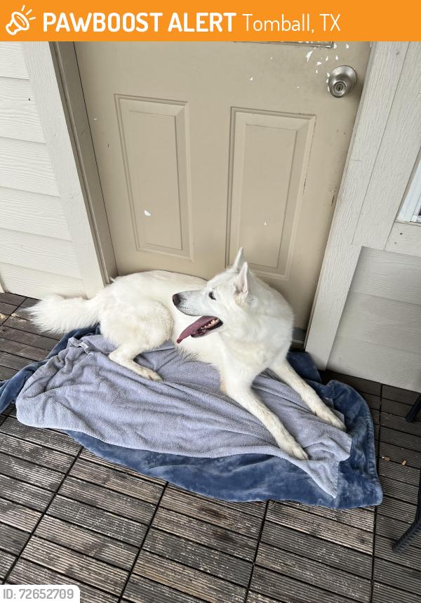 Found/Stray Male Dog last seen Found on Kuykendahl road, Tomball, TX 77375