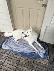 Found/Stray Male Dog last seen Found on Kuykendahl road, Tomball, TX 77375