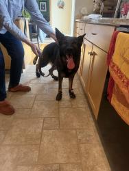 Found/Stray Unknown Dog last seen Duggan circle park, Edina, MN 55439
