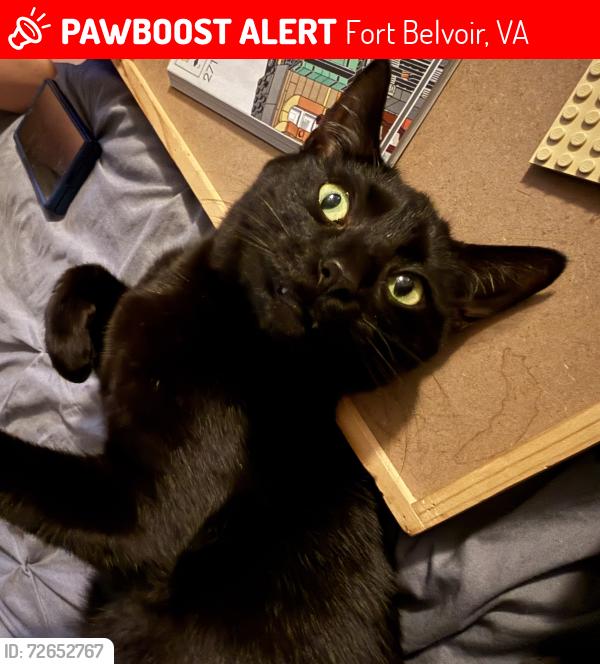 Lost Female Cat last seen Near stable court near fort Belvoir, Fort Belvoir, VA 22060