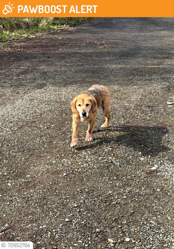 Found/Stray Male Dog last seen 213th, Hobson, Old Hwy o9, Thurston County, WA 98531