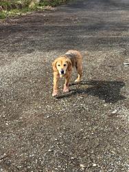 Found/Stray Male Dog last seen 213th, Hobson, Old Hwy o9, Thurston County, WA 98531