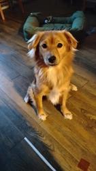 Lost Male Dog last seen East Lindsey st and 12th Ave Norman,Ok, Norman, OK 73071