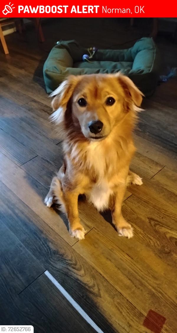 Lost Male Dog last seen East Lindsey st and 12th Ave Norman,Ok, Norman, OK 73071