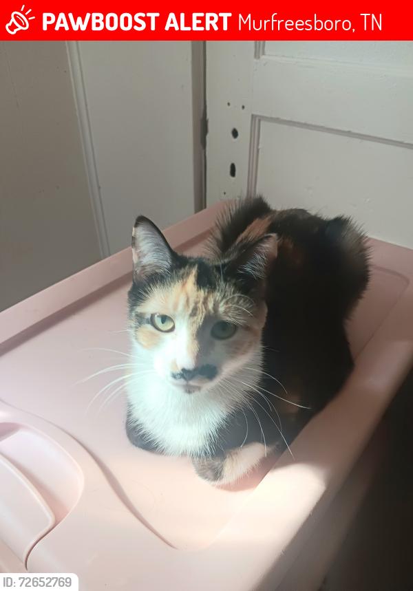 Lost Female Cat last seen Greenland and Fairview, Murfreesboro, TN 37130