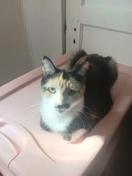 Lost Female Cat last seen Greenland and Fairview , Murfreesboro, TN 37130