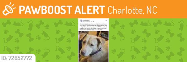 Found/Stray Female Dog last seen Southgate Drive and Tarrington Ave in East Charlotte, Charlotte, NC 28205