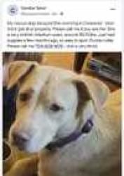 Found/Stray Female Dog last seen Southgate Drive and Tarrington Ave in East Charlotte, Charlotte, NC 28205