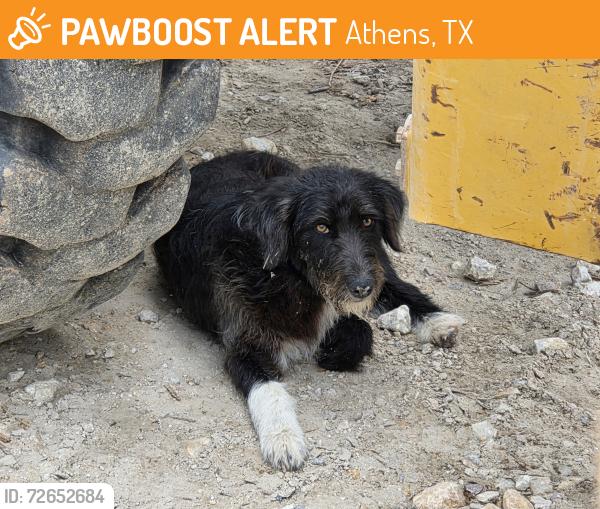 Found/Stray Male Dog last seen FM753 near shady oaks, Athens, TX 75751