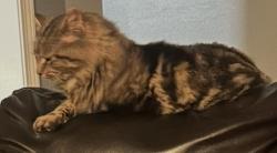 Lost Male Cat last seen South Wilson rd , Radcliff, KY 40160