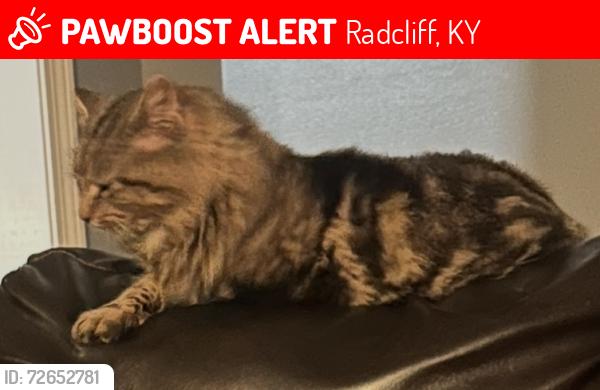 Lost Male Cat last seen South Wilson rd , Radcliff, KY 40160