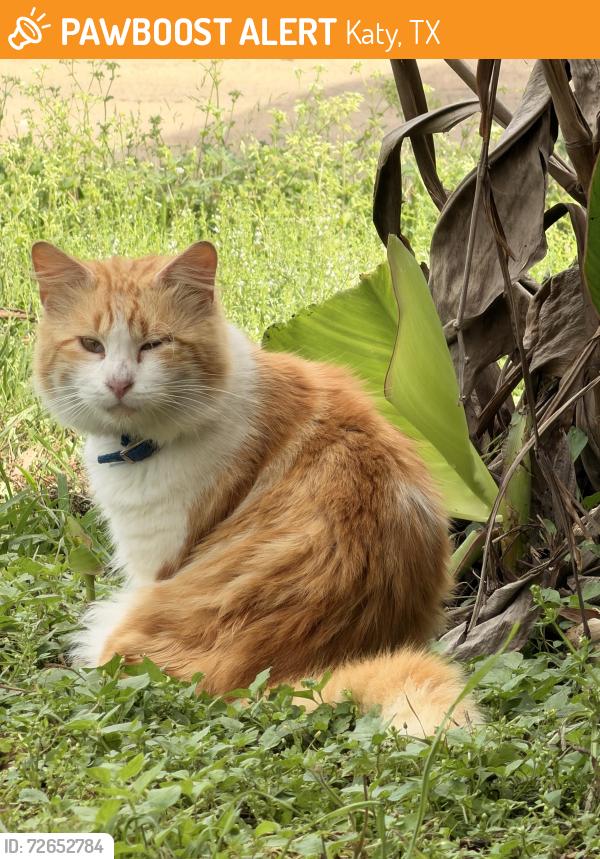 Found/Stray Unknown Cat last seen Dayflower dr , Katy, TX 77449