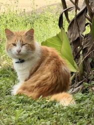 Found/Stray Unknown Cat last seen Dayflower dr , Katy, TX 77449