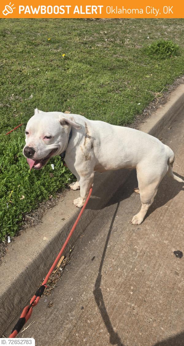 Found/Stray Female Dog last seen On my driveway. , Oklahoma City, OK 73121