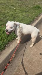 Found/Stray Female Dog last seen On my driveway. , Oklahoma City, OK 73121