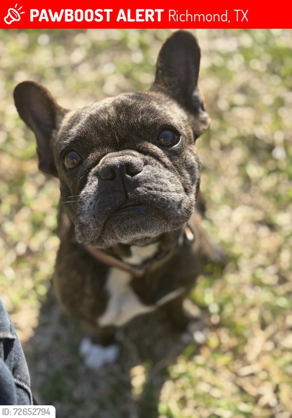 Lost Female Dog last seen Jacobs well Dr, Richmond, TX 77407