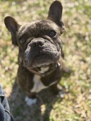 Lost Female Dog last seen Jacobs well Dr, Richmond, TX 77407