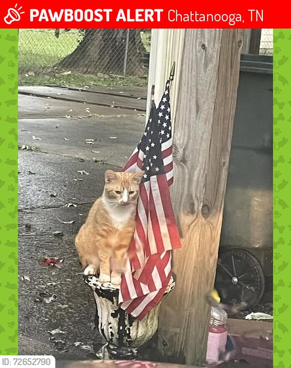 Lost Male Cat last seen Browndell Drive, Chattanooga, TN 37419