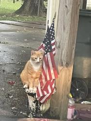 Lost Male Cat last seen Browndell Drive, Chattanooga, TN 37419