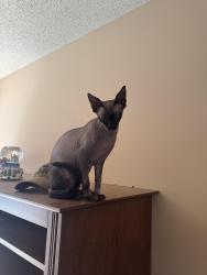 Lost Male Cat last seen RockyFace , Rocky Face, GA 30740
