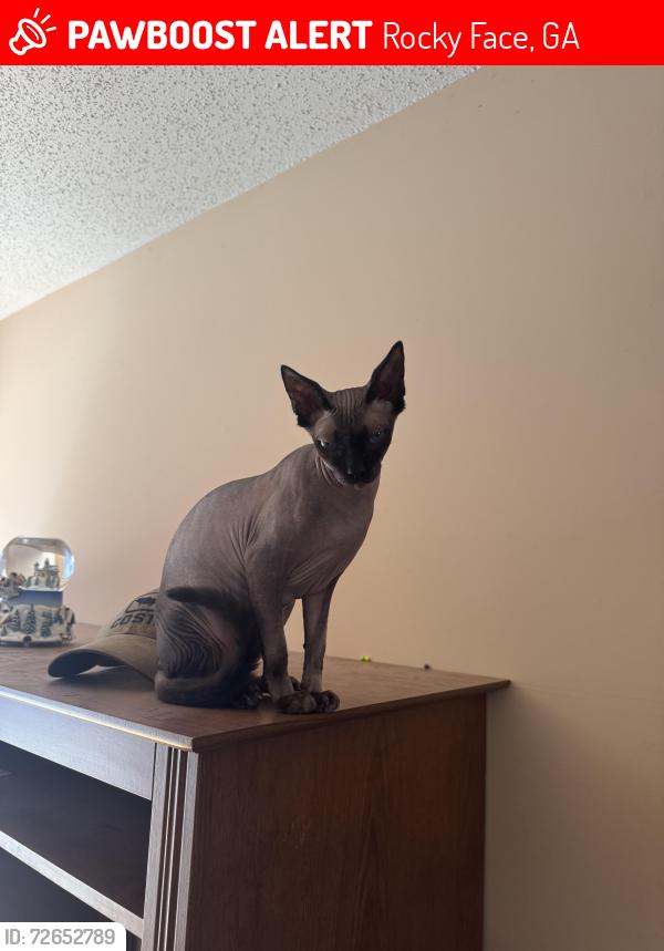 Lost Male Cat last seen RockyFace , Rocky Face, GA 30740