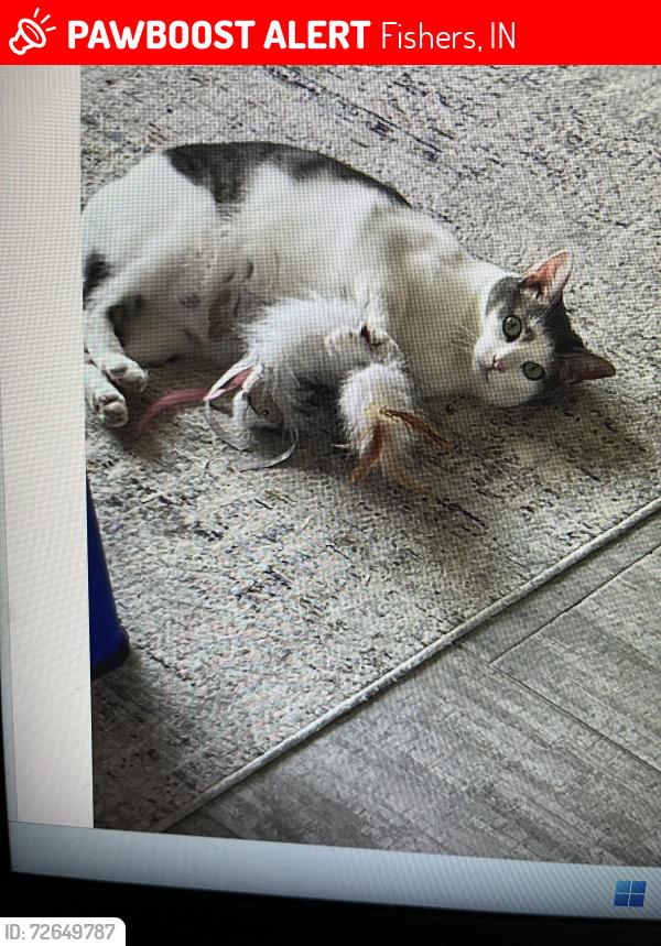 Lost Male Cat last seen 116th and Eller Road, Fishers, IN 46038