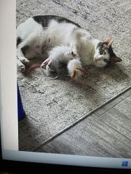 Lost Male Cat last seen 116th and Eller Road, Fishers, IN 46038