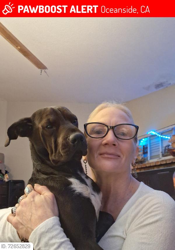Lost Female Dog last seen Mission ave & airport, Oceanside, CA 92054
