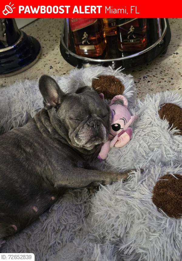 Lost Female Dog last seen 7000sw 23rd, Miami, FL 33155
