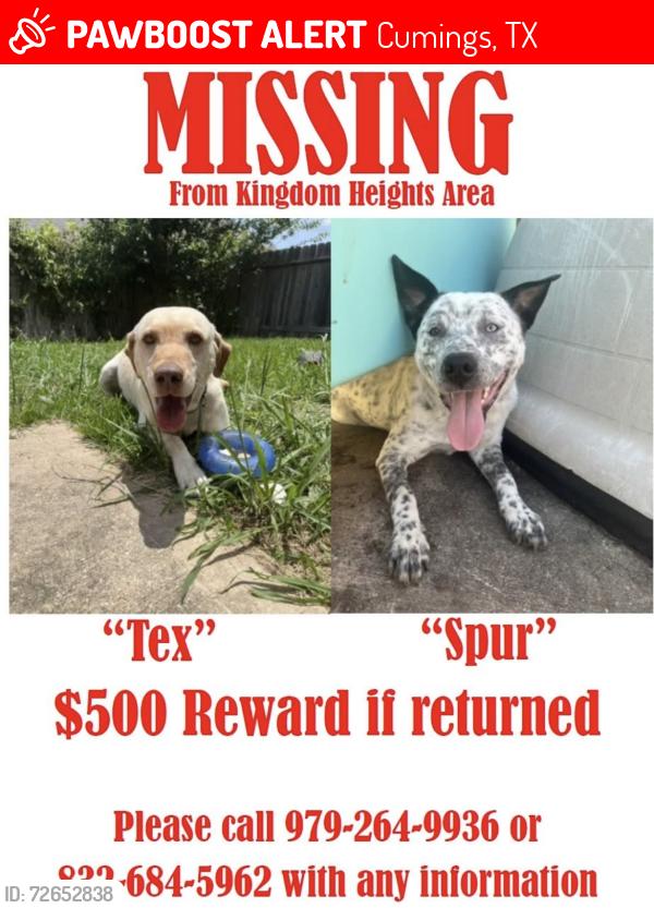 Lost Male Dog last seen kingdom Heights, Cumings, TX 77471