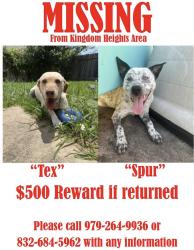 Lost Male Dog last seen kingdom Heights, Cumings, TX 77471