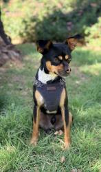 Found/Stray Male Dog last seen 40th street and indian school, Phoenix, AZ 85008
