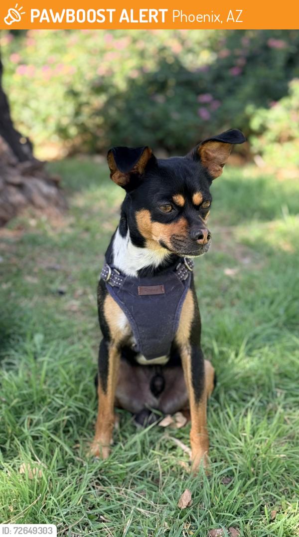 Found/Stray Male Dog last seen 40th street and indian school, Phoenix, AZ 85008