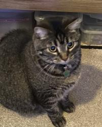 Lost Female Cat last seen Kenneth & Oak Ave, Citrus Heights, CA 95610