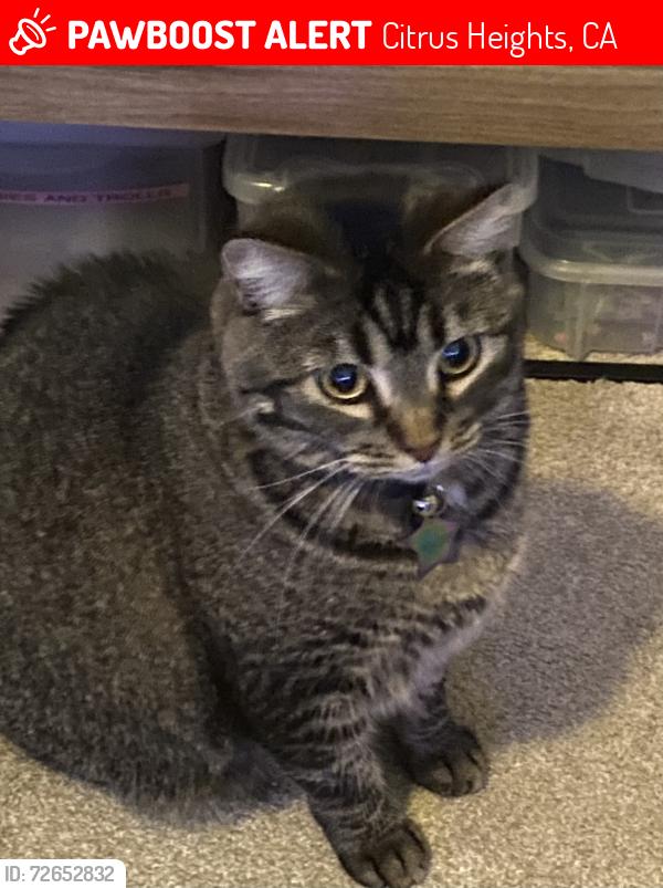 Lost Female Cat last seen Kenneth & Oak Ave, Citrus Heights, CA 95610