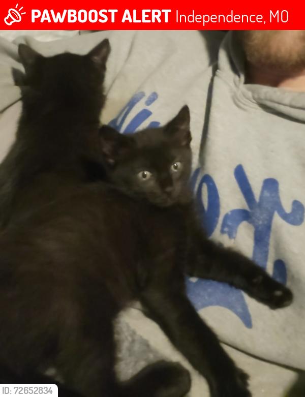 Lost Female Cat last seen Lee Summit Rd, Independence, MO 64055
